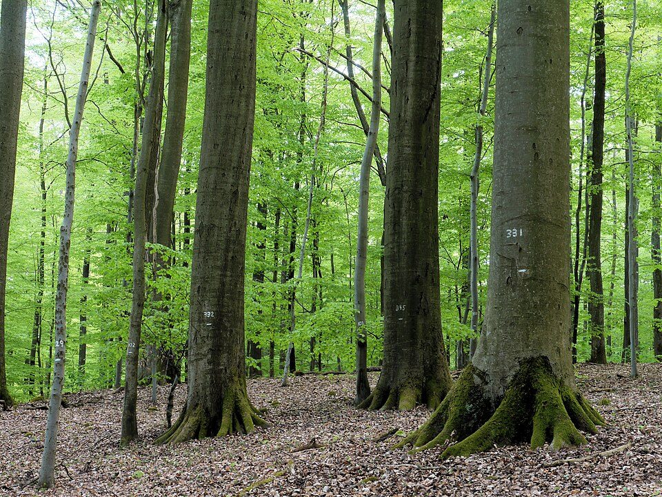 Wärmepumpe-Gurus in Rauhenebrach – Ansicht von Rauhenebrach (Foto: Phylloscopus) Wärmepumpe-Gurus in Rauhenebrach – Ansicht von Rauhenebrach